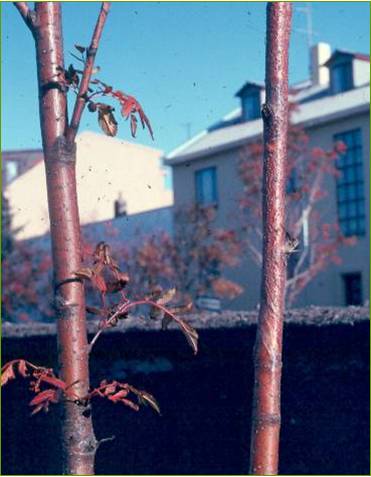 Reyniáta á berki.jpg